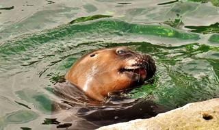 Sea Lion in the water close-up