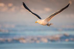 Morning Light background and bird