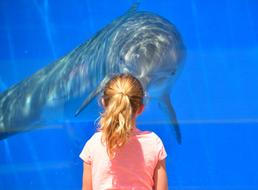 Dolphin in aquarium and Child