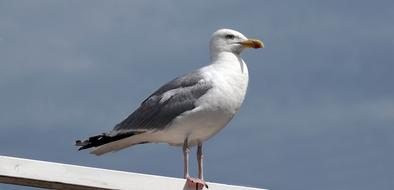 seagull on the parapet on a sunny day