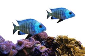incredible Fish Coral Sea