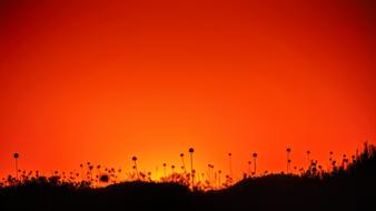 silhouettes of plants at orange sunset