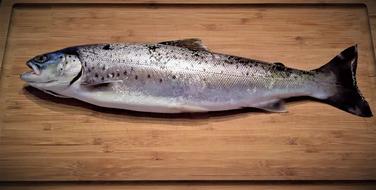Fish Sea Trout Salmo
