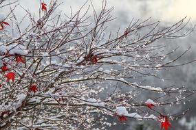 Beautiful, red berries on the branches in snow, in winter