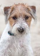 Dog Terrier Parson sad