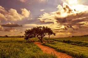 Nature Landscape Sky tree green grass