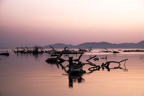 Sea Logs at Sunset