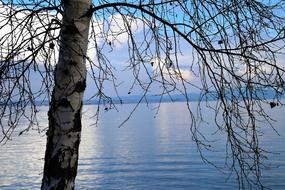 birch on the lake