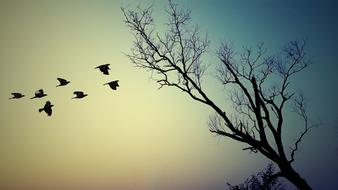 Tree Silhouette and birds on sky