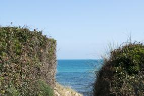 Sea Nature Beach grass