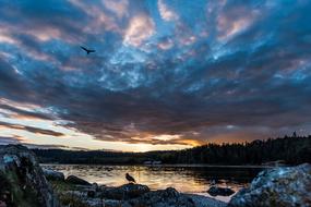 Birds, flying above the beautiful bay, at colorful sunset in the sky