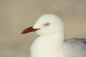 Seagull Bird Head white