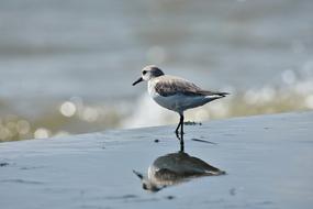small bird on the sea coast on a blurred background