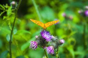 orange insect violet flower