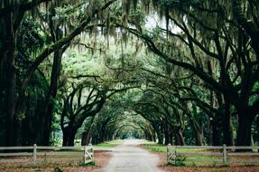 magnificent Landscape Park with large trees
