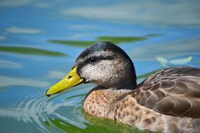 brown duck with yellow beak on the water close-up