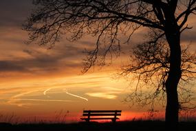 red Sunset Bench and Tree