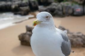 macro photo of a white-gray seagull on a sandy beach