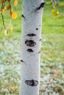 Astana Birch tree