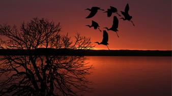 red Sunset Birds Flying and tree