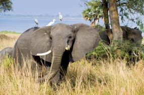 Elephant and white birds