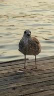 brown seagull on a wooden pier