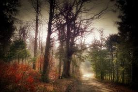 incredible Tree Nature forest