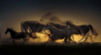 sunset saddle horses