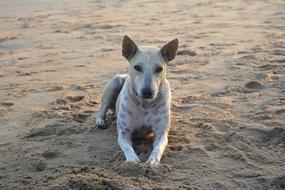 spotted dog is lying on a summer beach