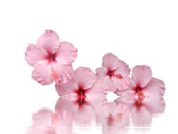 pink red hibiscus blossom