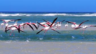 Flamingos Sea Beach