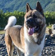 Akita American dog