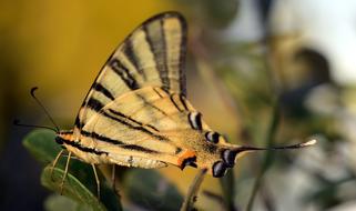 Papilio Machaon Butterfly on a blurred background