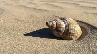 Beautiful and colorful, patterned spiral shell, on the sandy beach, in sunlight