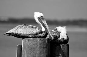 Pelicans Bird Avian black and white