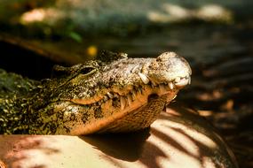Portrait of the beautiful and cute crocodile in the zoo, in sunlight, in summer