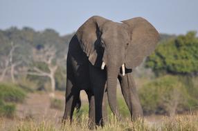 elephant Wildlife Mammal