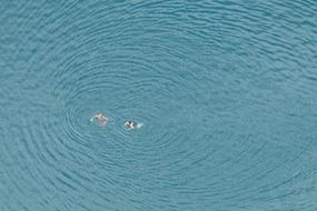 Lake Swimming people