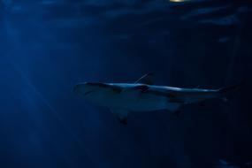 dangerous fish swims in dark water