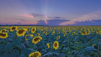 field with blooming sunflower