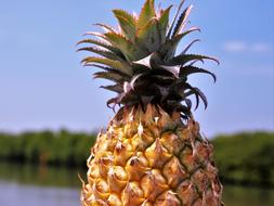yellow Pineapple Fruit Bio