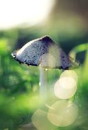 small grey Mushroom at blur background