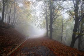 foggy forest trail in switzerland