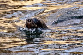 Sea Lion Swim water