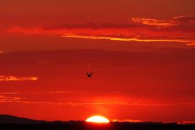 red Glowing Backlighting Bird