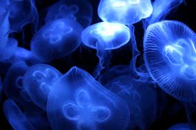 Beautiful, glowing, blue and white jellyfishes, diving in the dark water