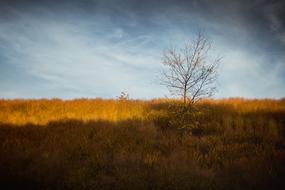 Tree Lonely ans blue sky
