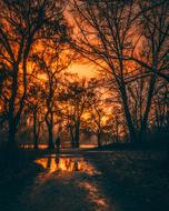 Canada Forest Trees red sky