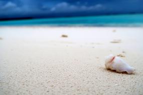 Sandy beach with the colorful creature, near the beautiful, turquoise ocean