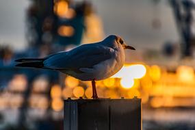 incredible Seagull Hamburg Port